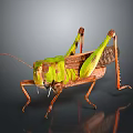 Detailed View of Green and Brown Grasshopper with Long Legs on Smooth Surface