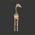 Standing Giraffe Model With Brown White Spots Long Neck And Reflective Surface 3d model