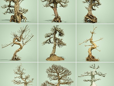 Dead Tree Dead Wood Dead Bonsai Trees Dead Wood Bonsai Trees Plant Combination Autumn Dead Wood Trees Dead Trees Bonsai model