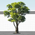 Lush Green Arbor Tree with Dense Foliage Brown Trunk Against White Wall and Gray Floor