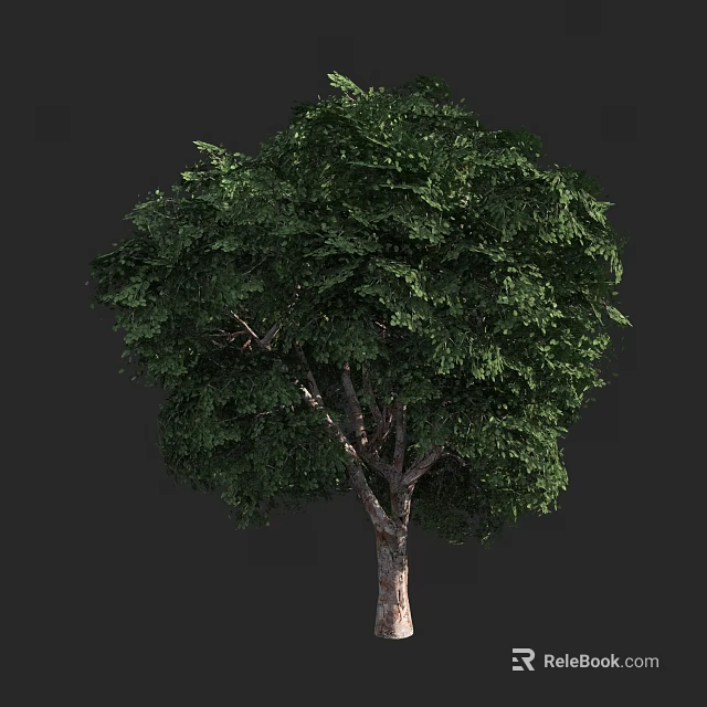 Tall Arbor with Lush Green Foliage and Straight Trunk in Natural Setting 3d model 