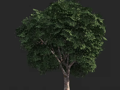 Tall Arbor with Lush Green Foliage and Straight Trunk in Natural Setting 3d model