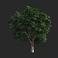 Tall Arbor with Lush Green Foliage and Straight Trunk in Natural Setting