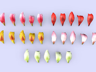 Fresh Plant Flower Petals in Multiple Colors Neatly Arranged on Light Surface 3d model