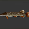 Brown Spotted Pike Fish With Orange Fins And Tail On Gray Background With Reflection