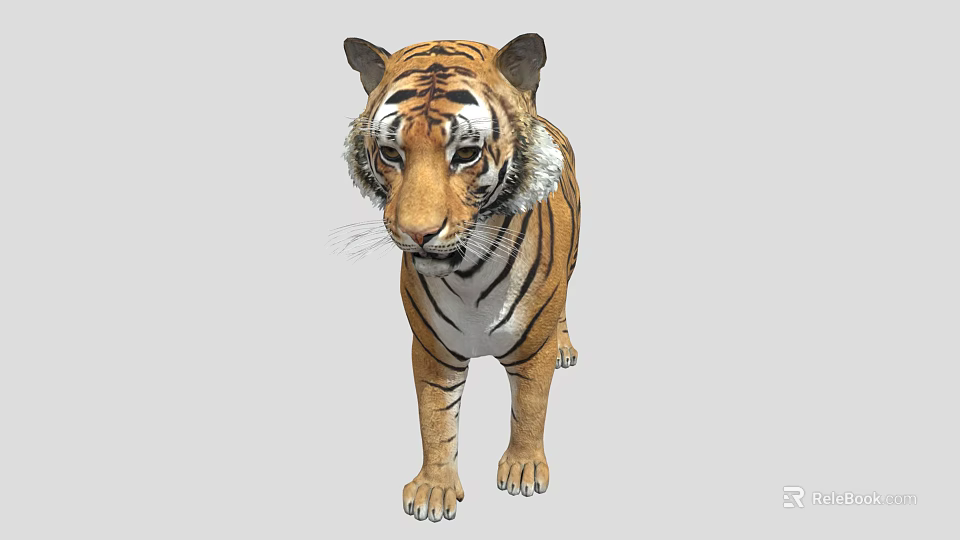 Realistic 3D Tiger Model With Detailed Fur And Striped Pattern 3d model
