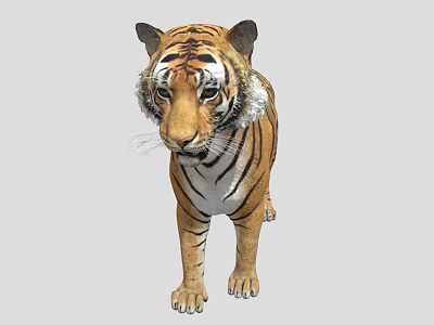 Realistic 3D Tiger Model With Detailed Fur And Striped Pattern 3d model