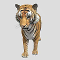Realistic 3D Tiger Model With Detailed Fur And Striped Pattern 3d model