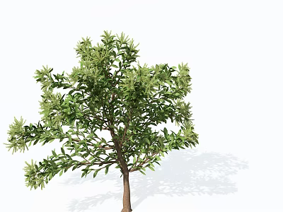 Lush Green Arbor With Dense Foliage And Strong Trunk In Natural Form 3d model