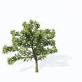Lush Green Arbor With Dense Foliage And Strong Trunk In Natural Form