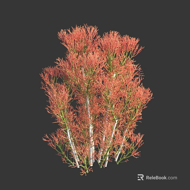 Ornamental Shrub With Red Foliage And White Stems Isolated On Dark Background 3d model 