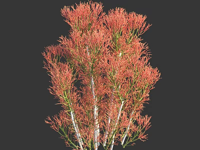 Ornamental Shrub With Red Foliage And White Stems Isolated On Dark Background 3d model