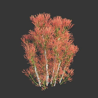 Ornamental Shrub With Red Foliage And White Stems Isolated On Dark Background 3d model