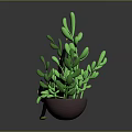 Cute Black Cat In Flower Pot With Green Plants Yellow Flowers And White Base