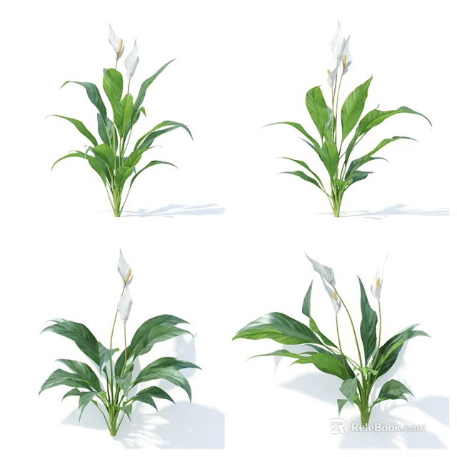 Potted Peace Lily Plants With Green Leaves And White Flowers For Indoor Decor 3d model 
