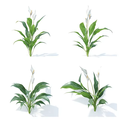 Potted Peace Lily Plants With Green Leaves And White Flowers For Indoor Decor 3d model