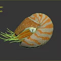 Vibrant Orange and White Striped Nautilus Aquatic Animal with Tentacles and Eye on Dark Background