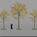 Three Trees With Yellow Leaves And Person Standing Beneath In White Background