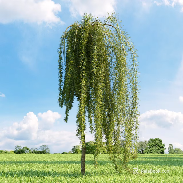 Graceful Weeping Willow Tree Standing in Green Field Under Blue Sky and White Clouds 3d model 