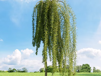 Graceful Weeping Willow Tree Standing in Green Field Under Blue Sky and White Clouds 3d model
