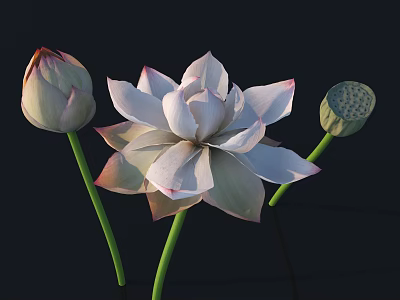White and Pink Lotus Flower with Blooming Bud and Seed Pod 3d model