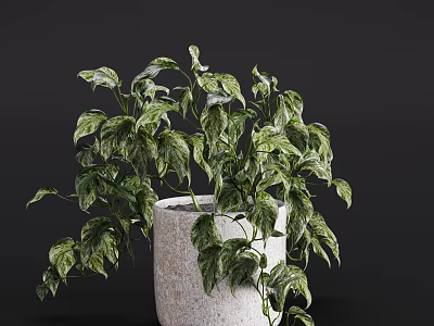 Potted Plant With Green And White Variegated Leaves In White Stone Pot 3d model