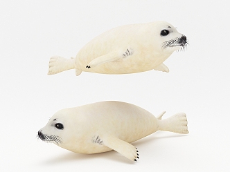 white seal white seal spotted seal bearded seal beard seal gray seal ringed seal marine life 3d model