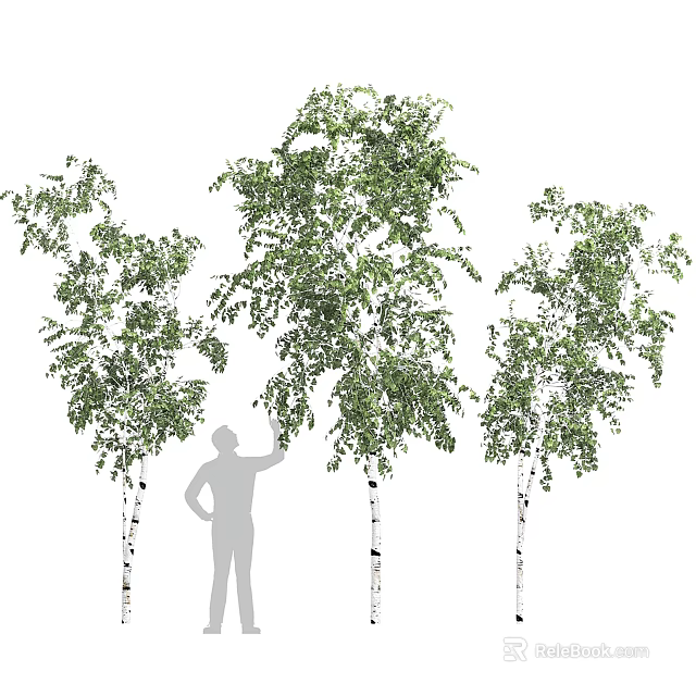 Lush Green Vines With Foliage Climbing White Tree Trunks Near Silhouette Of Person 3d model 