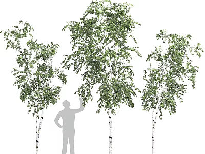 Lush Green Vines With Foliage Climbing White Tree Trunks Near Silhouette Of Person 3d model