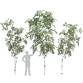 Lush Green Vines With Foliage Climbing White Tree Trunks Near Silhouette Of Person