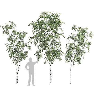 Lush Green Vines With Foliage Climbing White Tree Trunks Near Silhouette Of Person 3d model