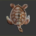 Red And White Textured Sea Turtle 3D Model On Dark Reflective Background