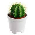 Green Cactus Plant With Yellow Thorns In White Pot And Brown Soil