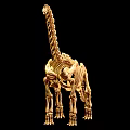 Brachiosaurus dinosaur reptile skeleton Dinosaur fossil 2 3d model