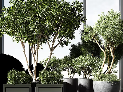 Lush Green Bonsai Potted Plants With Various Tree Shapes And Gray Planters 3d model