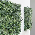 Indoor Green Plant Wall With Lush Foliage And Various Plant Species