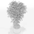 Lush Green Bonsai Plant With Slender Trunk And Dense Leaves In Black Pot