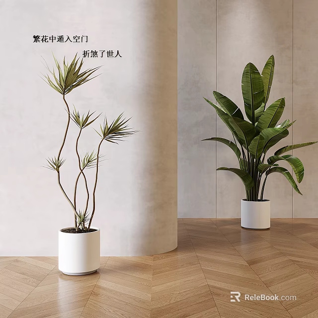 Indoor Bonsai Potted Plants With Green Leaves In White Ceramic Pots On Wooden Floor 3d model 