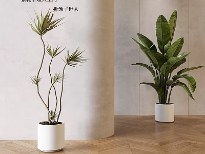 Indoor Bonsai Potted Plants With Green Leaves In White Ceramic Pots On Wooden Floor 3d model