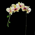 Elegant Orchid Potted Plant With White Pink Flowers And Green Leaves In Gray Pot
