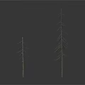 Two Leafless Dry Trees Standing Isolated Against Minimalist White Background