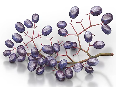 Bunch of Fresh Purple Grapes on Red Branches with Glossy Skin 3d model