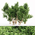 Several Arbor Trees With Lush Green Foliage And Brown Trunks 3d model
