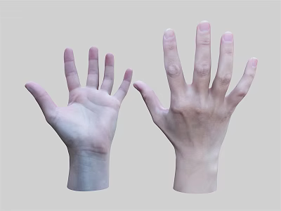Two Human Hands With Open Palms And Natural Skin Tones On Light Background 3d model