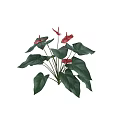 Vibrant Red Anthurium Flowers With Unique Shape And Broad Green Leaves In Vase