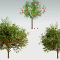 apple tree 3d model