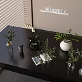 Aquatic Plants In Glass Vases For Modern Interior Tabletop Decoration