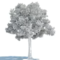Tall Arbor With Lush Green Foliage And Sturdy Trunk In Natural Landscape