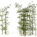 Clustered Bamboo Plants With Green Leaves And Various Heights In Natural Setting