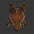 Frog Poison Frog Game Frog Reptile Cold Blooded Animal Reptile 3d model
